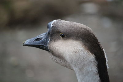 Close-up of bird