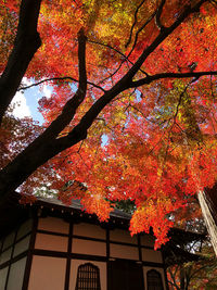 Low angle view of maple tree against building during autumn