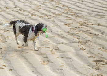 Dog on sand at beach