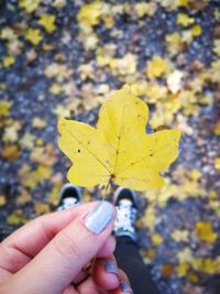 Close-up of hand holding maple leaf