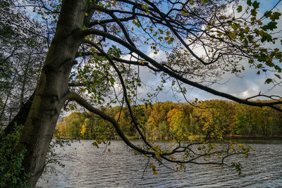 Tree by river against sky