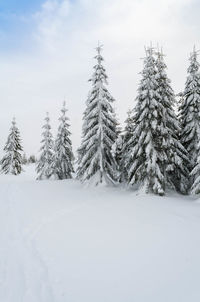 Pine trees on snow covered field against sky