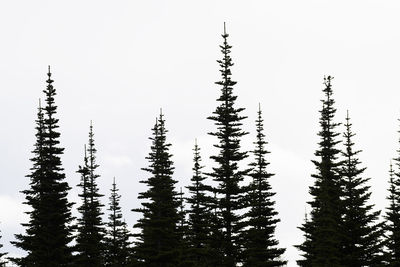 Trees against sky