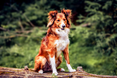 Portrait of dog standing on land
