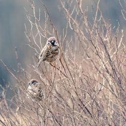 Close-up of bird perching on twig