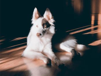 Dog looking away while sitting on floor at home