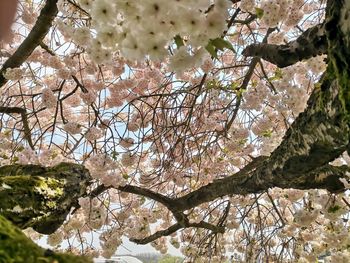 Low angle view of cherry blossom tree