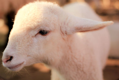 Close-up portrait of sheep