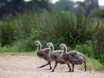 Goslings on a field