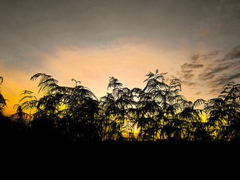 Silhouette plants against sky during sunset