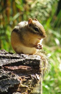 Close-up of squirrel