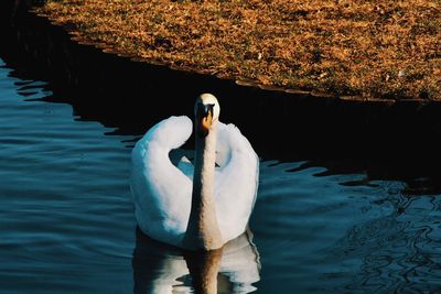 View of swan floating in lake