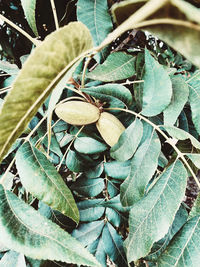 High angle view of dry leaves on land