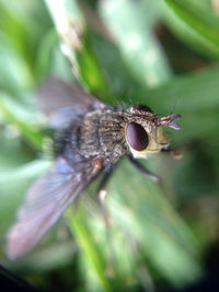 Close-up of insect on leaf