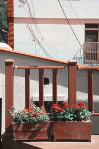 Potted plants by railing of building
