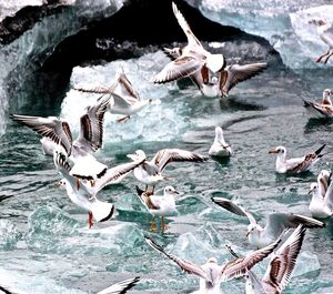 Birds in flight