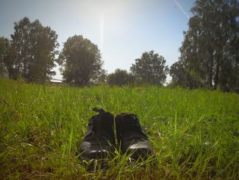 Scenic view of grassy field against sky