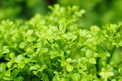 Close-up of fresh green plants