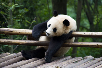 Panda relaxing on bamboo structure in zoo