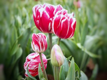 Close-up of pink tulip