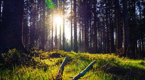 Sunlight streaming through trees in forest