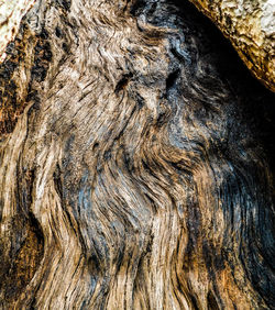 Full frame shot of tree stump