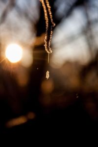 Close-up of spider web at night