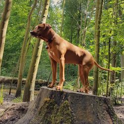 Horse standing in forest