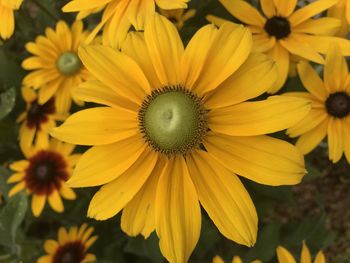 Close-up of yellow flowering plant