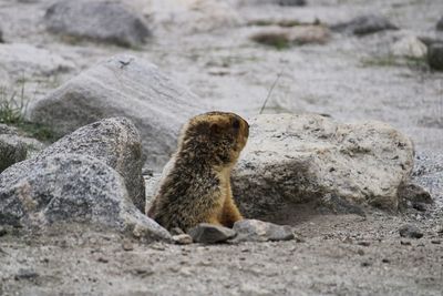 Beaver peeping from hole