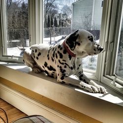 Close-up of a dog