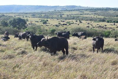 Herd of buffaloes grazing in maasai mara game reserve, kenya 