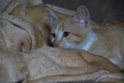 Close-up of cat resting on bed