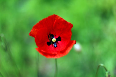 Close-up of ladybug on red poppy blooming outdoors