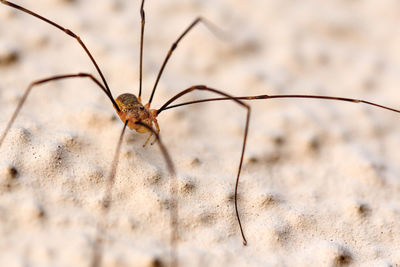 Close-up of spider