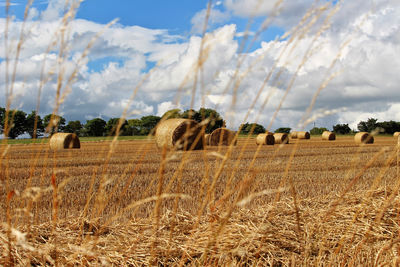 Panoramic view of sheep on field against sky