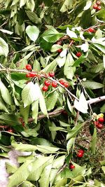 Close-up of insect on tree