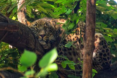 Close-up of jaguar