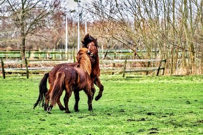 Horse in a field