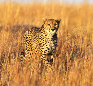 Close-up of a cat on field