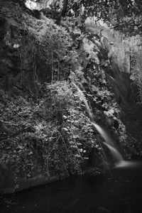 View of waterfall in forest