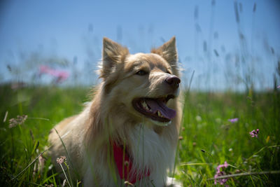 Dog looking away on field