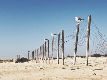 Seagulls at wooden posts on beach against clear sky