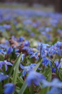 Close-up of purple flowering plant in field