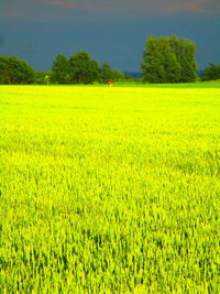 Scenic view of agricultural field