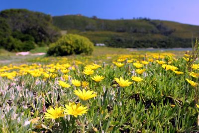 Yellow flowering plants on field