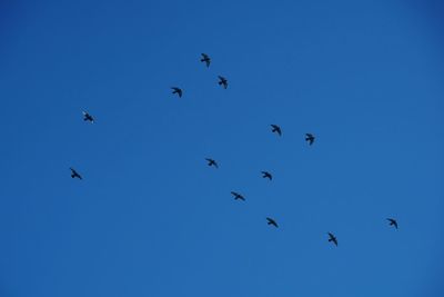 Low angle view of birds flying in the sky