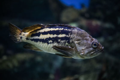 Close-up of fish swimming in sea