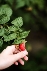 Close-up of hand holding strawberries