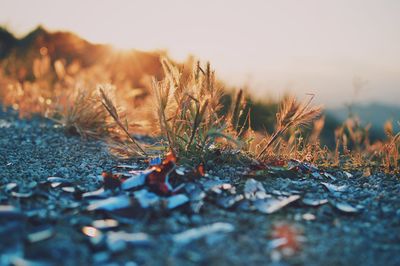 Close-up of grass against sky